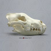 Siberian (Gray) Wolf Skull
