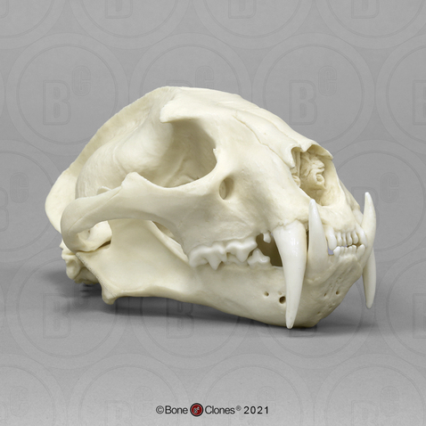 Male Clouded Leopard Skull, image
