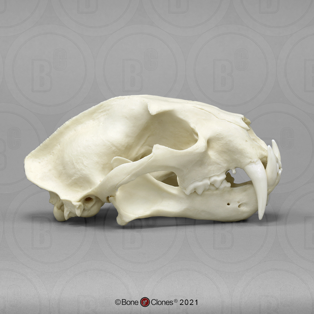 Clouded Leopard Skull, Male - Bone Clones, Inc. - Osteological 