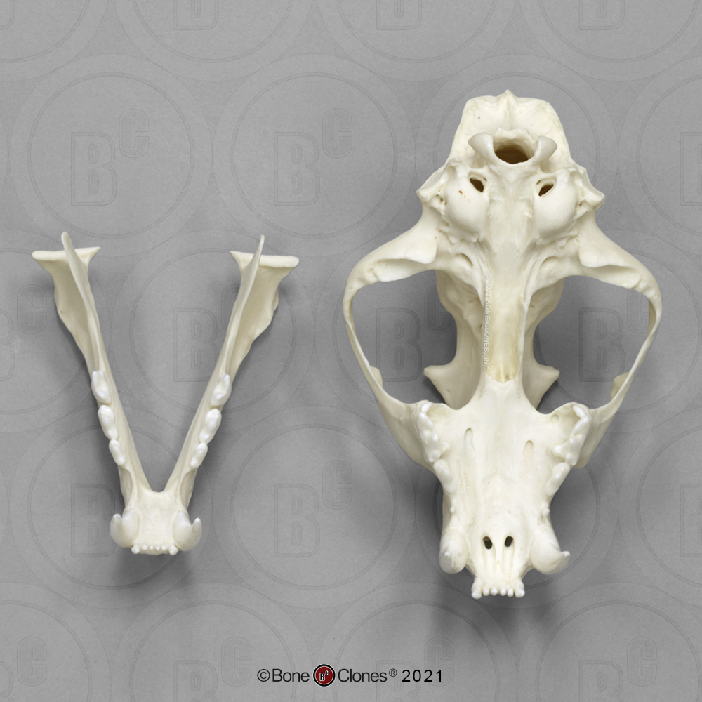 Clouded Leopard Skull, Male - Bone Clones, Inc. - Osteological 