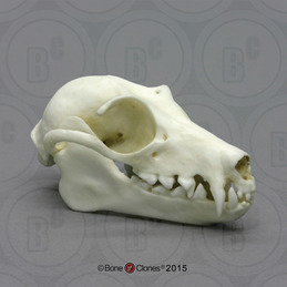 Dog Skeleton Olaf, Life-size - Bone Clones, Inc. - Osteological  Reproductions