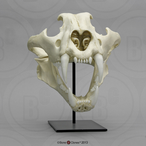 Siberian Tiger Skull, Male