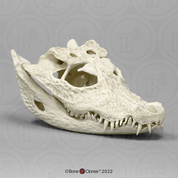 Dwarf Crocodile Skull