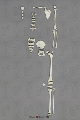 Human European American Male 13-year-old Partial Skeleton