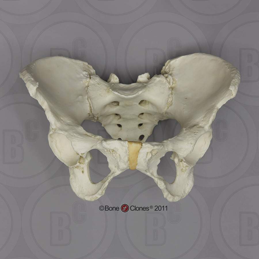 Human Female Asian Pelvis, Articulated - Bone Clones, Inc