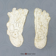 Bigfoot Pair of Footprints, Impressions and Reconstructions by Dr. Grover Krantz