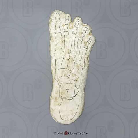 Bigfoot Right Footprint, Impression and Reconstruction by Dr. Grover Krantz
