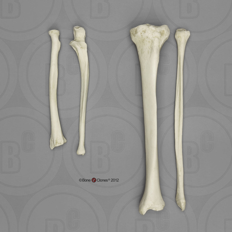 Real Human Radius Natural Bone 
