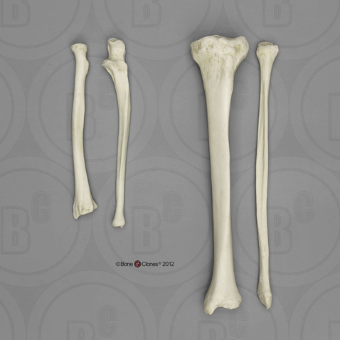 human radius and ulna