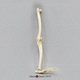 Mandrill Baboon Leg, Articulated with Articulated Rigid Foot