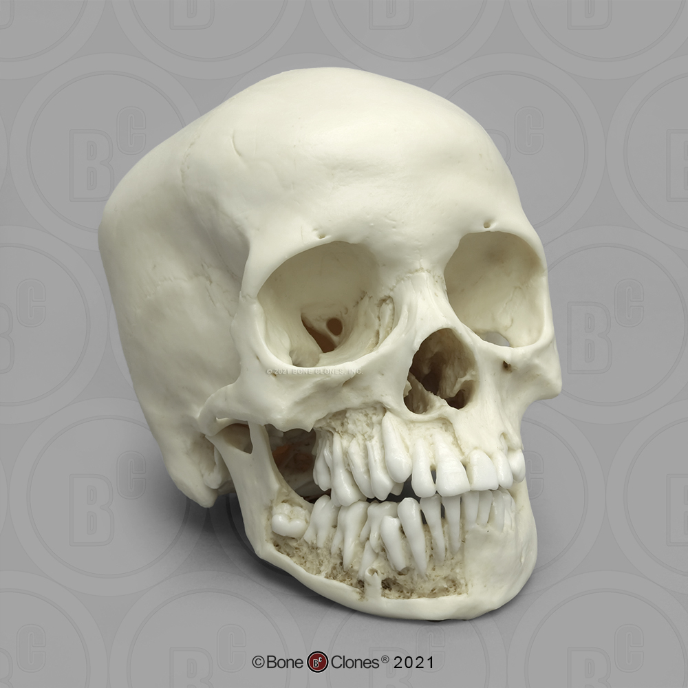 Human Child Skull (Replica)