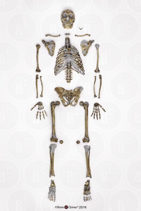 Neanderthal Skeleton Disarticulated,