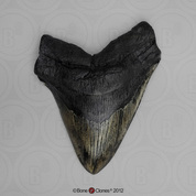 7 Inch Megalodon Shark Tooth (Replica)