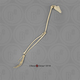 Siamang Arm, Articulated w/ Articulated Rigid Hand with Scapula