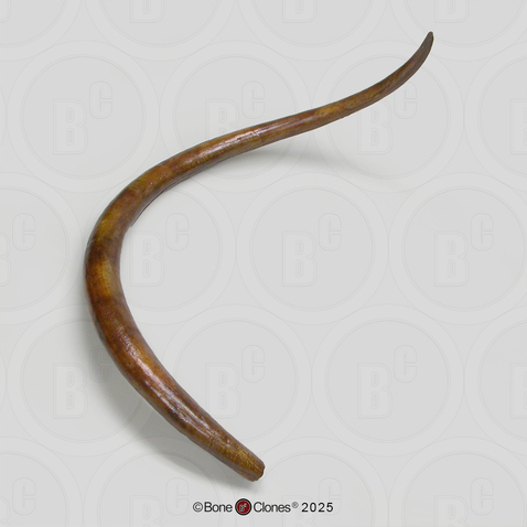 Woolly Mammoth Tusk (Single)