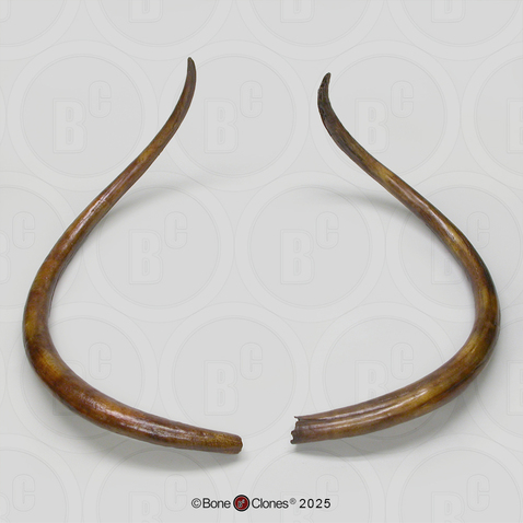 Woolly Mammoth Tusks (Pair)