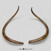 Woolly Mammoth Tusks (Pair)
