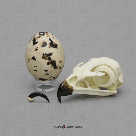 Red-tailed Hawk Set: skull, egg, talon