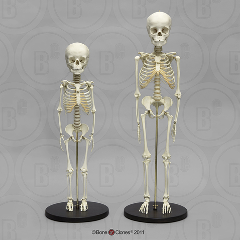 Human Skeletons 5-year-old Comparative set