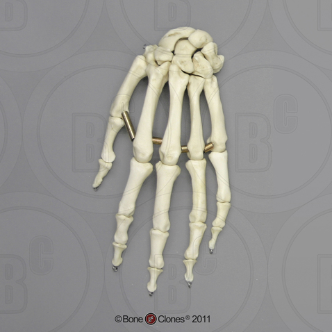 Human Male Asian Robust Hand, Articulated, Premium Flexible