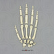 Disarticulated Hand