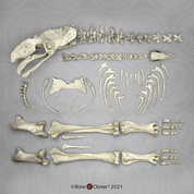 Disarticulated Elephant Bird Skeleton