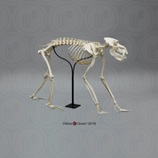 Articulated Mandrill Baboon Skeleton