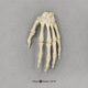 Human Male European Hand, Articulated Rigid