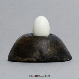 Blue Jay Egg - Bone Clones, Inc. - Osteological Reproductions