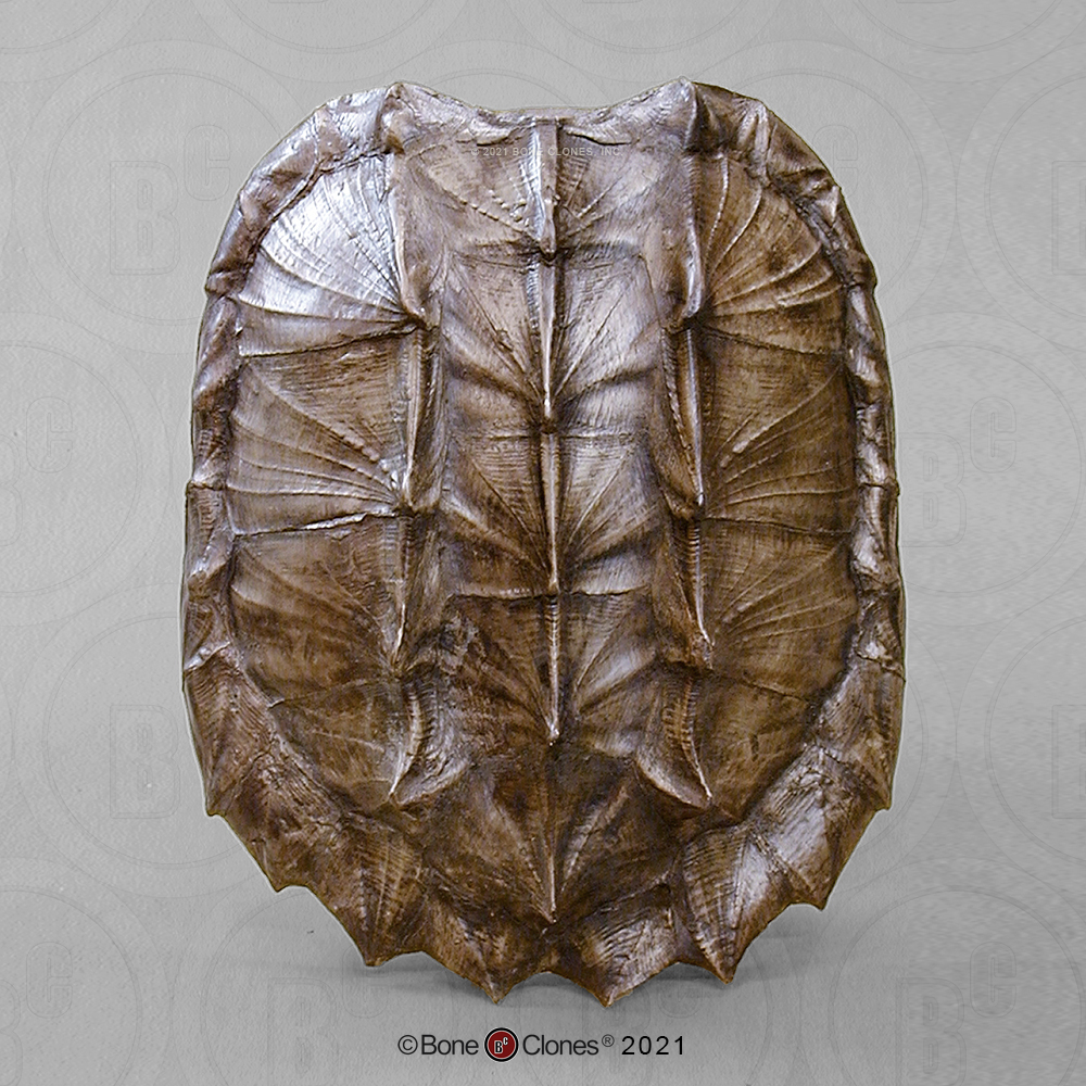 Alligator Snapping Turtle Shell - Bone Clones, Inc. - Osteological