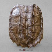 Alligator Snapping Turtle Shell