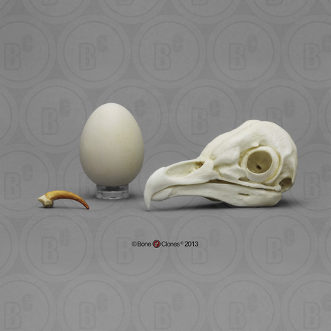 Barn Owl Set: skull, egg, talon