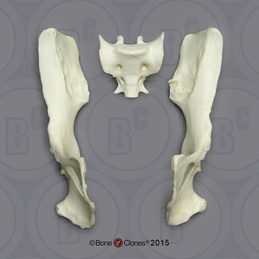 Human Female Pelvis Assembly - Bone Clones, Inc. - Osteological  Reproductions
