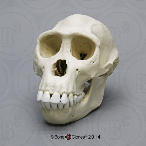 Female Bonobo Skull