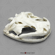 Chinese Giant Salamander Skull