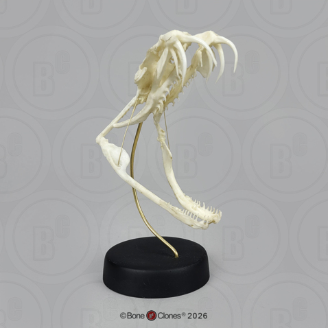 Gaboon Viper Skull