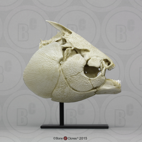Pacu (Tambaqui) Skull
