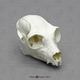 Indri Lemur Skull