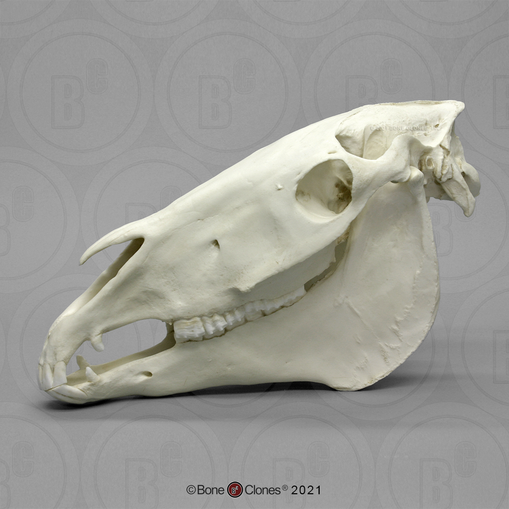 Horse Skull Labeled