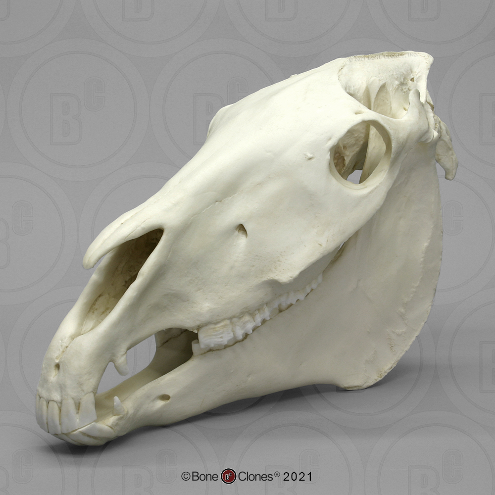 Horse Skull - Bone Clones, Inc. - Osteological Reproductions