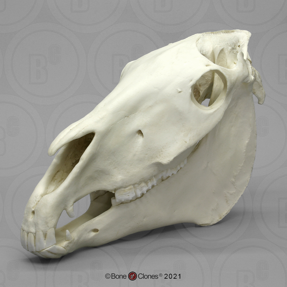 Skull bones of animals, Veterinary Anatomy