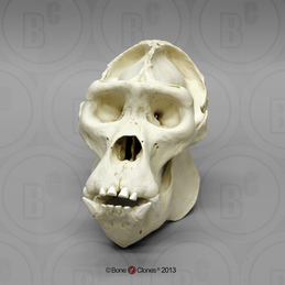 Replica Lowland Gorilla Male Right Hand — Skulls Unlimited International,  Inc.