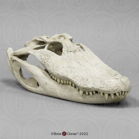 20 Inch Alligator Skull
