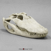 Alligator, 20 inch, skull