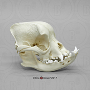 English Bulldog Skull