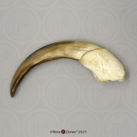 Giant Anteater Claw