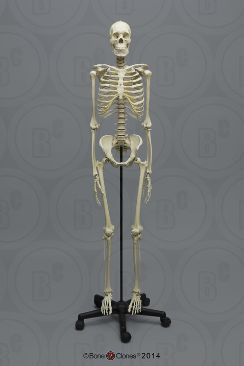 Human Male Asian Articulated Skeleton