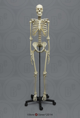 Human Male Asian Articulated Skeleton