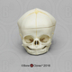 Fetal Human Skull 40 weeks (full term) with Calvarium Cut
