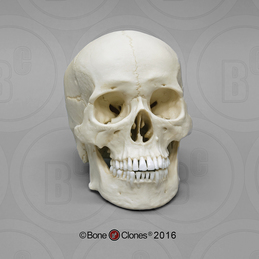 Human Sagittal Cut Half Skull with Brain Hemisphere - Bone Clones